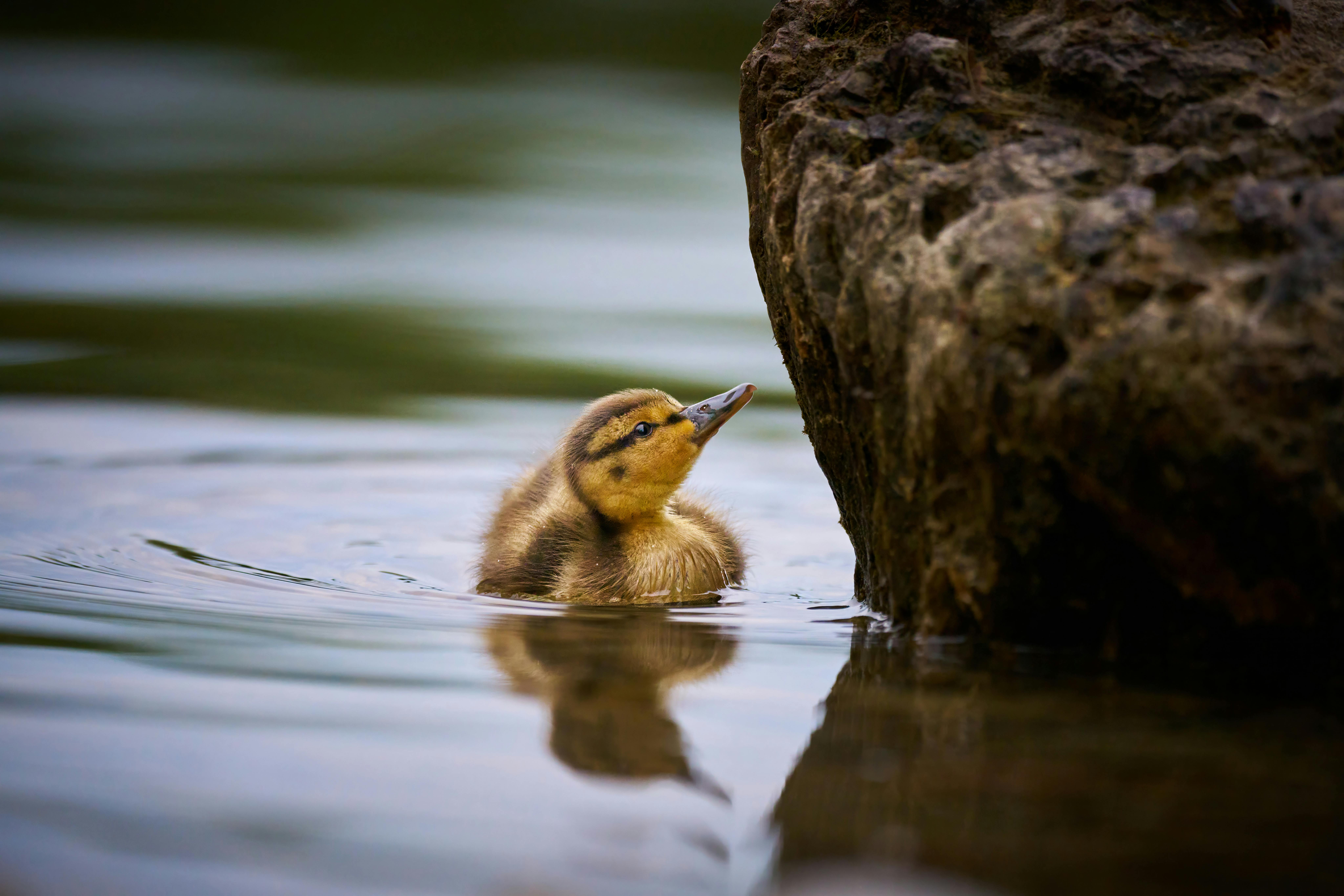 Payment gateway testing